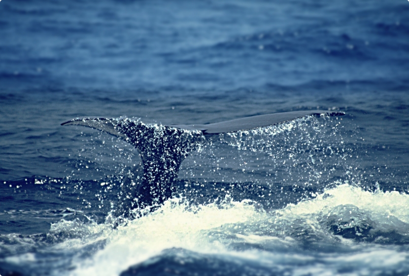 クジラの尻尾